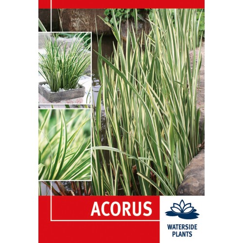 Græsbladet Kalmus - Acorus - 1 rodknold - Vandplante