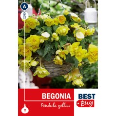 Hængebegonia Pendula Yellow...