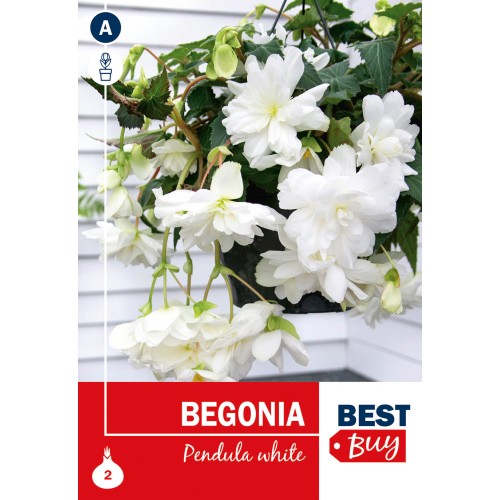 Hængebegonia Pendula White - 2 knolde