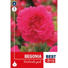 Begonia Fimbriata Pink - 3...