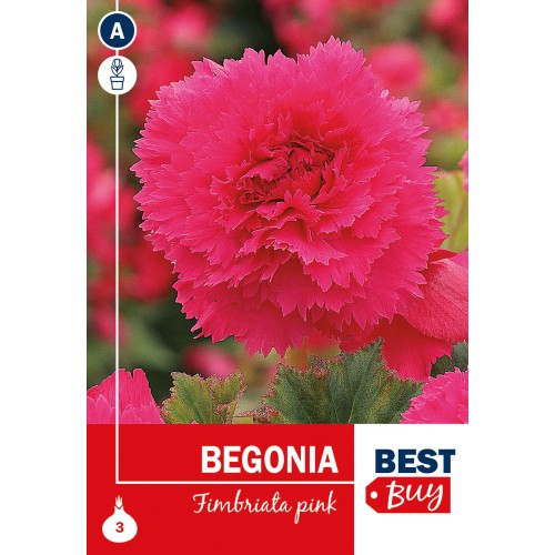 Begonia Fimbriata Pink - 3 Knolde