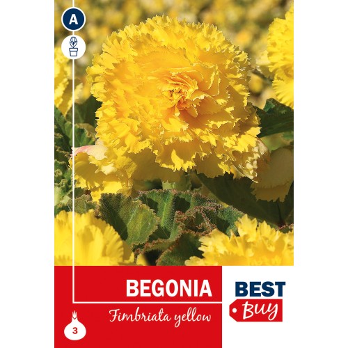 Begonia Fimbriata Yellow - 3 Knolde