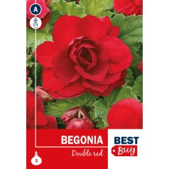 Begonia Double Red - 3 knolde