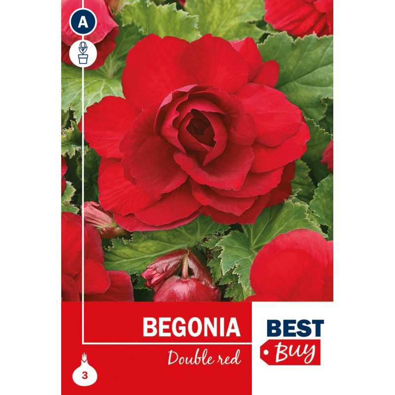 Begonia Double Red - 3 knolde
