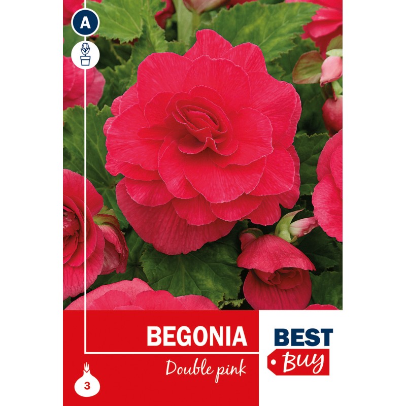 Begonia Double Pink - 3 knolde