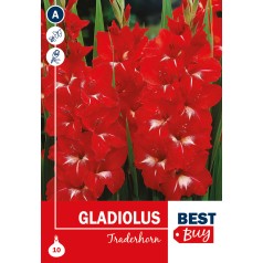 Gladiolus Traderhorn - 10 Løg