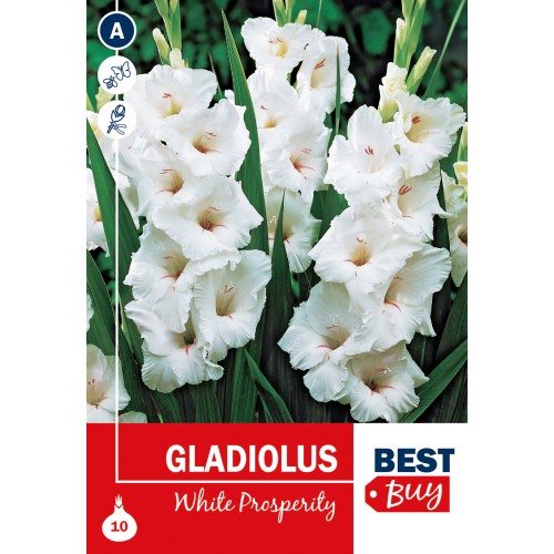 Gladiolus White Prosperity - 10 Løg
