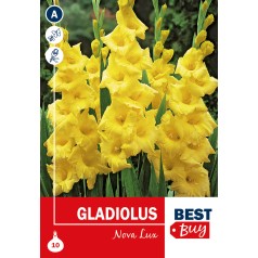 Gladiolus Nova Lux - 10 Løg