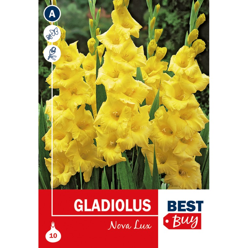 Gladiolus Nova Lux - 10 Løg