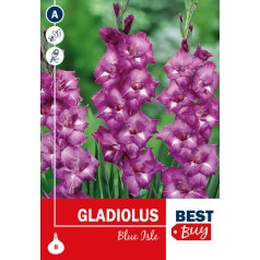 Gladiolus Blue Isle - 8 Løg