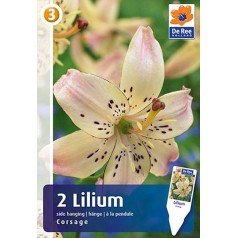 Lilje Tiger Side-Hanging...