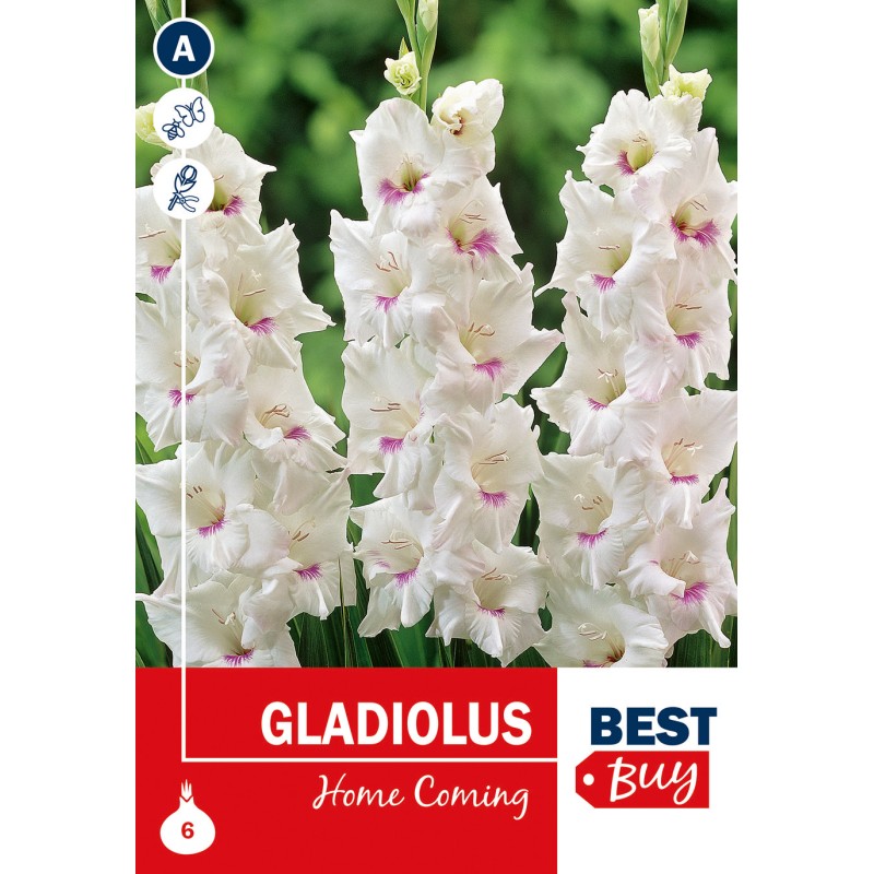 Gladiolus Home Coming - 6 Løg
