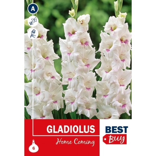 Gladiolus Home Coming - 6 Løg