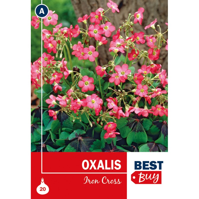 Lykkekløver Iron Cross - Oxalis - 20 løg