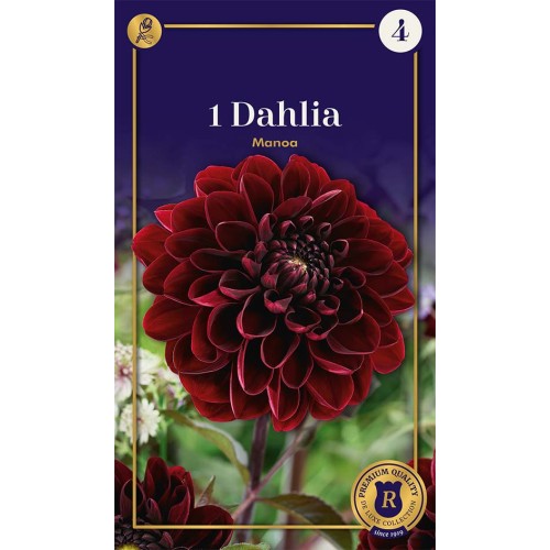 Dahlia Decorative Manoa / Georgin