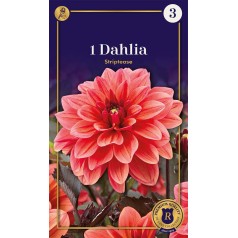 Dahlia Decorative...