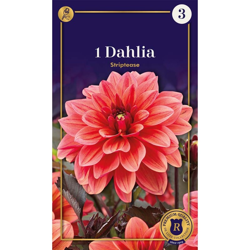 Dahlia Decorative Striptease / Georgin