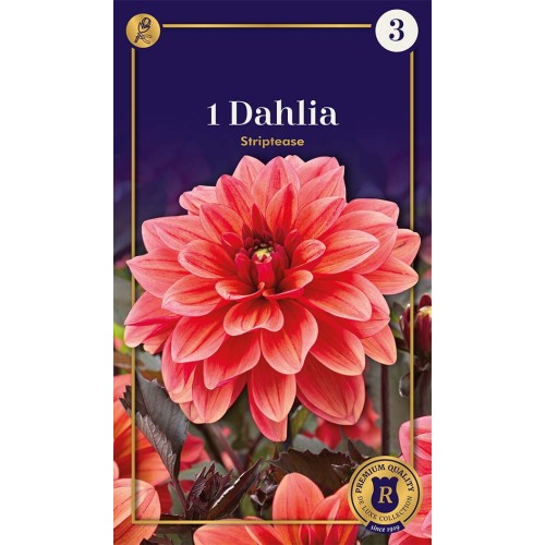Dahlia Decorative Striptease / Georgin