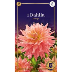 Dahlia Fringed Omega / Georgin