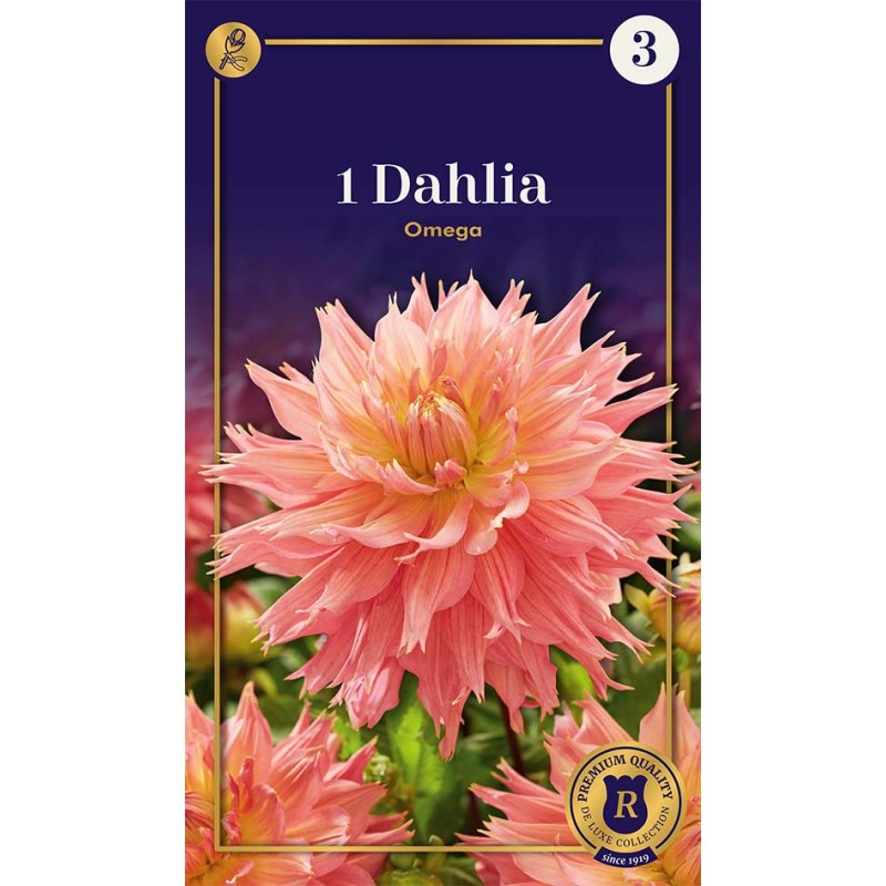 Dahlia Fringed Omega / Georgin