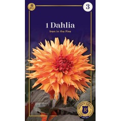 Dahlia Fringed Iron in the...