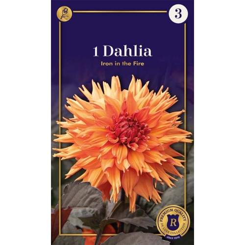 Dahlia Fringed Iron in the Fire / Georgin