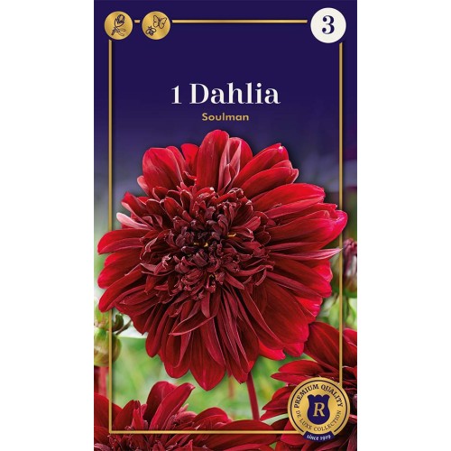 Dahlia Anemone Soulman / Georgin