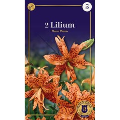 Lilje Tiger Flore Pleno - 2...
