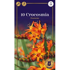 Montbretia Firestarter -10...