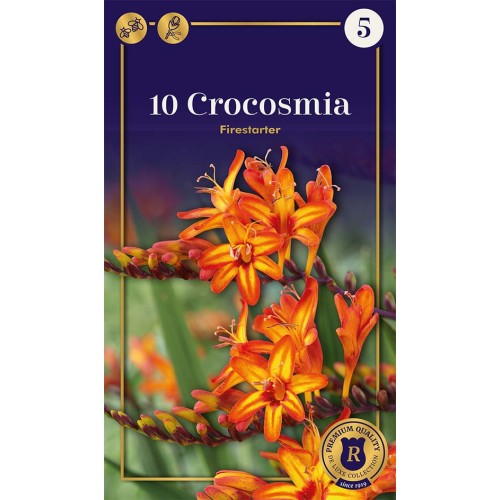 Montbretia Firestarter -10 Løg - Crocosmia