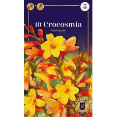 Montbretia Harlequin -10...