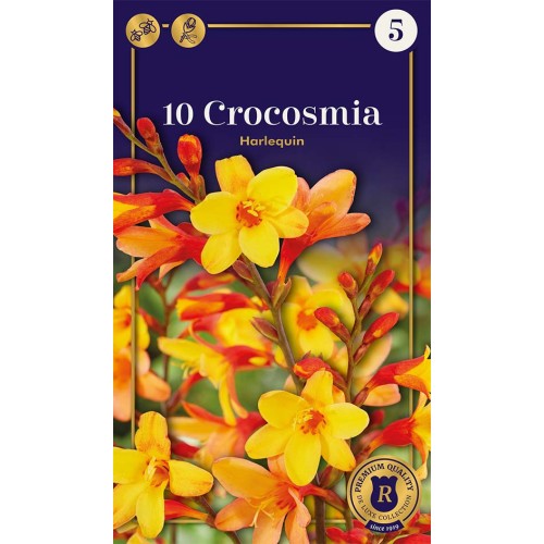 Montbretia Harlequin -10 Løg - Crocosmia