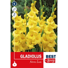 Gladiolus Nova Lux - 5 Løg