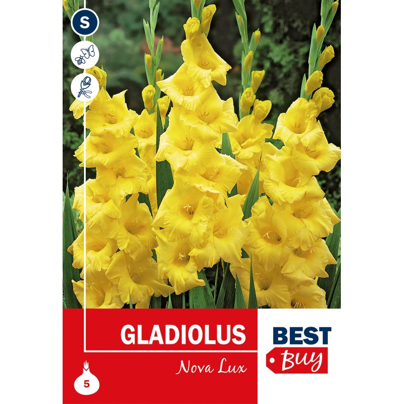 Gladiolus Nova Lux - 5 Løg