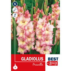 Gladiolus Priscilla - 5 Løg