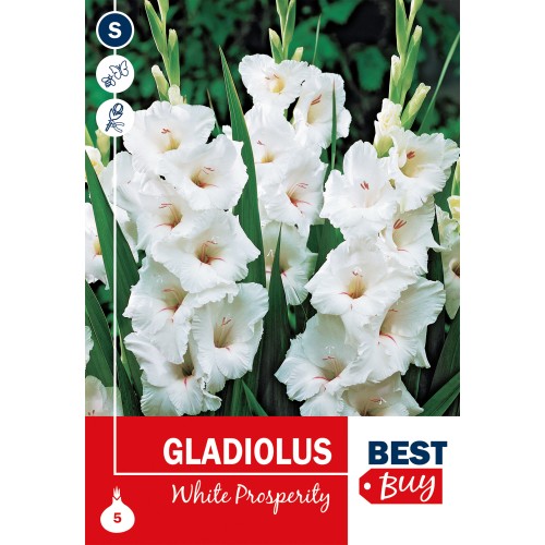 Gladiolus White Prosperity - 5 Løg