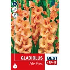 Gladiolus Peter Pears - 5 Løg