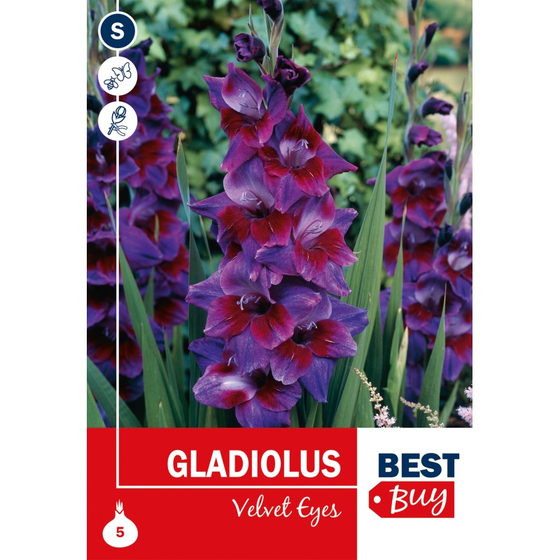 Gladiolus Velvet Eyes - 5 Løg