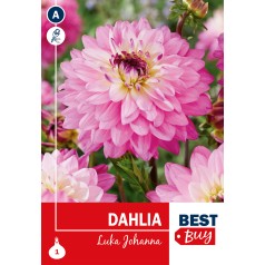 Dahlia dekorative Luka...