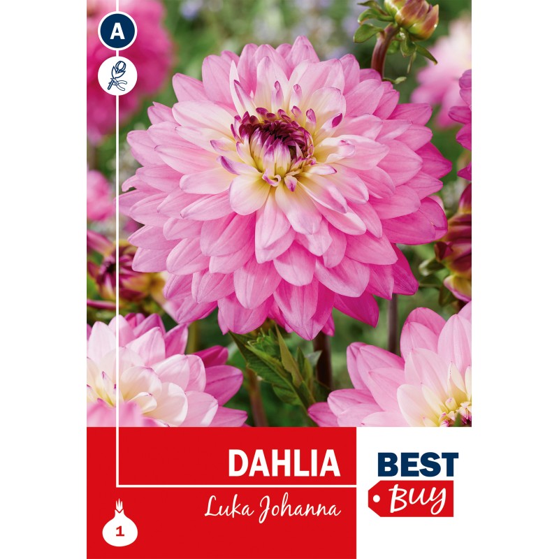 Dahlia dekorative Luka Johanna / Georgin