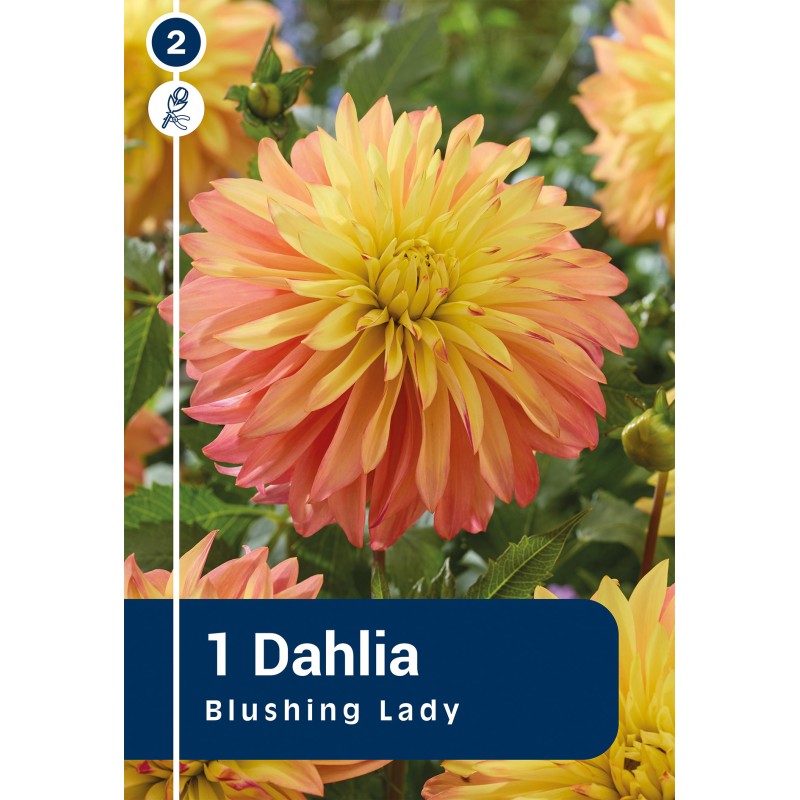 Dahlia Blushing Lady / Georgin