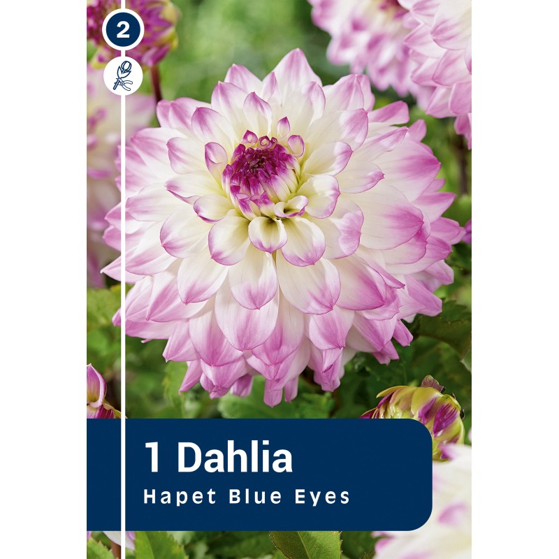 Dahlia Dinnerplate Decorative Hapet Blue Eyes / Georgin