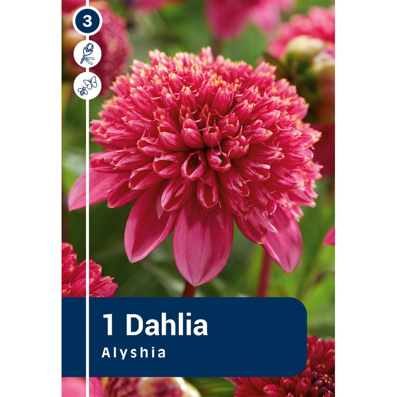 Dahlia Anemone Alyshia / Georgin