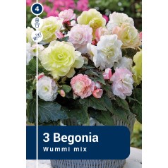 Begonia Wummi Mix - 3 knolde