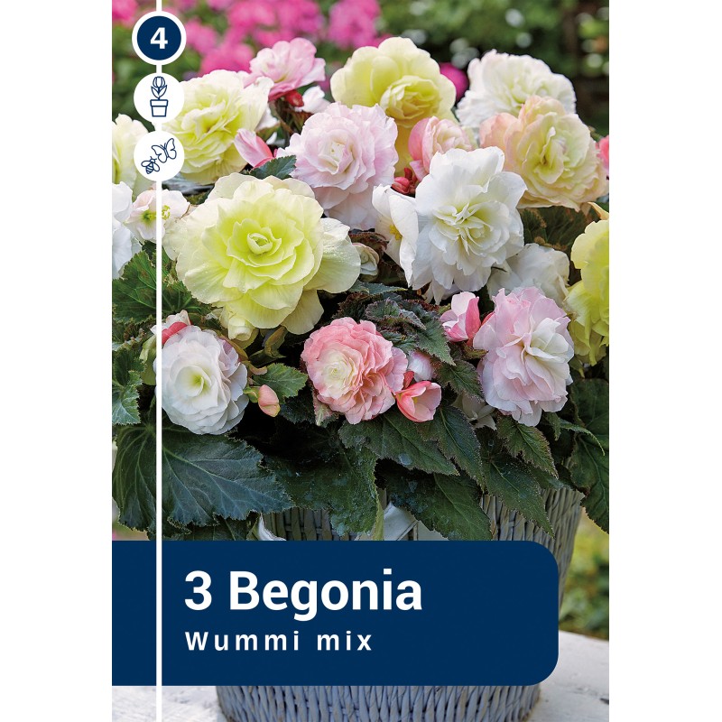 Begonia Wummi Mix - 3 knolde
