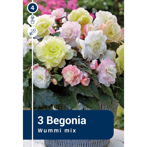 Begonia Wummi Mix - 3 knolde