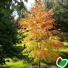 Cercidiphyllum japonicum - Hjertetræ / Træ 175-200 cm.