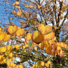 Hjertetræ 225 - 275 cm. m. Klump / Stammeomkreds 8-10 cm. - Cercidiphyllum japonicum