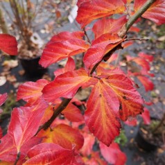 Parrotia persica - Papegøjebusk