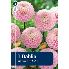 Dahlia Wizard of Oz / Georgin